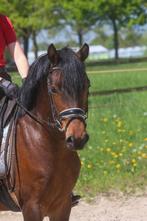 Een echte eyecatcher ️, B, Gechipt, Ruin, 3 tot 6 jaar