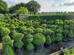 Buxus sempervirens solitairs, Ophalen, Lente, Vaste plant, Overige soorten