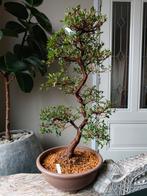 Satsuki Azalea Nishikie Bonsai 76cm, Tuin en Terras, Planten | Bomen, Bloeit niet, Halfschaduw, Minder dan 100 cm, Overige soorten