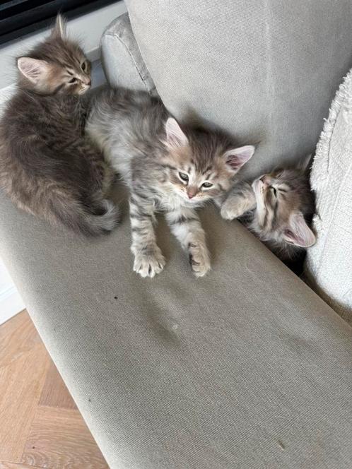 Siberische Kittens -  1 april geboren, Dieren en Toebehoren, Katten en Kittens | Raskatten | Langhaar, Meerdere dieren, 0 tot 2 jaar