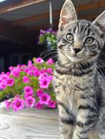 Lieve kittens te koop!, Dieren en Toebehoren, Poes, 0 tot 2 jaar