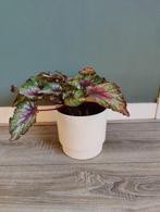 Plant Begonia in bloempot plantenpot beige creme, Ophalen, Halfschaduw, Minder dan 100 cm