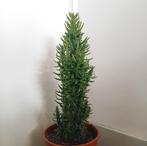 Cactus 40cm, Ophalen, Cactus, Minder dan 100 cm, Volle zon
