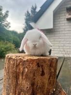 Jonge minilop ram gecastreerd en gevaccineerd, Dieren en Toebehoren, Konijnen, Mannelijk, Dwerg, Hangoor