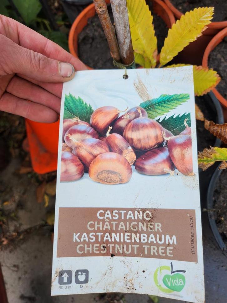 Jonge Kastanjeboom (Castanea sativa), Tuin en Terras, Planten | Bomen, Overige soorten, Minder dan 100 cm, Volle zon, Lente, In pot