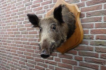 Prachtige grote opgezette kop van een wild zwijn  beschikbaar voor biedingen