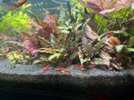 Vuurgarnalen / auqariumvissen, Dieren en Toebehoren, Vissen | Aquariumvissen, Kreeft, Krab of Garnaal, Zoetwatervis, Schoolvis