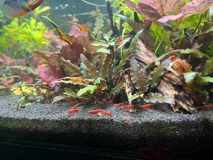 Vuurgarnalen / auqariumvissen, Dieren en Toebehoren, Vissen | Aquariumvissen, Zoetwatervis, Kreeft, Krab of Garnaal, Schoolvis