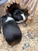 2 lieve tamme cavia’s zoeken nieuw huisje!, Dieren en Toebehoren, Ophalen of Verzenden