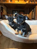 Nog 1  chihuahua pup de voorste  teefje, 8 tot 15 weken, Meerdere, Meerdere dieren, Chihuahua