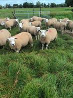 engelse texelaar rammen, Dieren en Toebehoren, Schapen, Geiten en Varkens, Mannelijk, Schaap, 0 tot 2 jaar