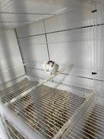 Major poppen, Dieren en Toebehoren, Vogels | Overige Vogels, Meerdere dieren, Wildzangvogel, Geringd