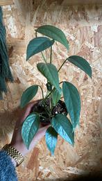 Epipremnum Pinnatum Cebu Blue plantje, Huis en Inrichting, Kamerplanten, Ophalen of Verzenden, Halfschaduw, Minder dan 100 cm