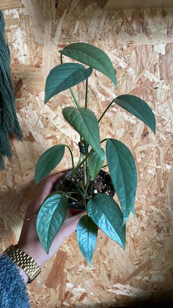 Epipremnum Pinnatum Cebu Blue plantje, Huis en Inrichting, Kamerplanten, Minder dan 100 cm, Halfschaduw, Ophalen of Verzenden