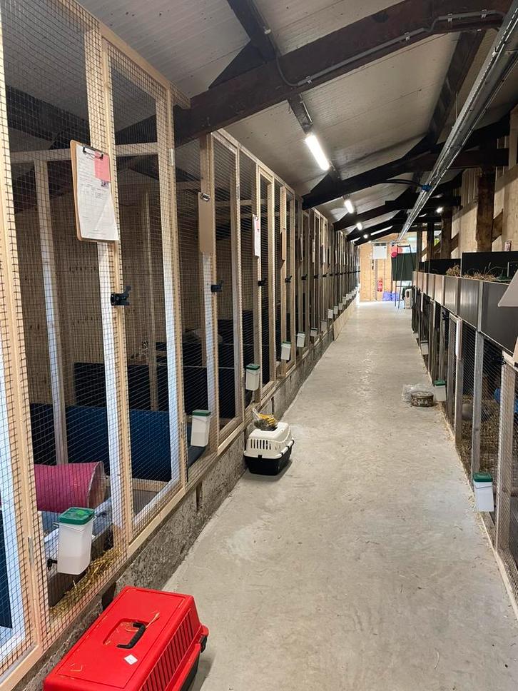 Konijnenopvang / asiel heeft ruimte vrij!, Dieren en Toebehoren, Konijnen, Middelgroot, Meerdere dieren