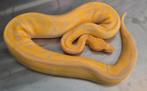 Python regius toffino clown dame, Dieren en Toebehoren, Reptielen en Amfibieën, Slang