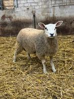 Ramlam, Dieren en Toebehoren, Schapen, Geiten en Varkens, Mannelijk, Schaap