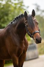 Onwijs lieve D pony ruin, Dieren en Toebehoren, Pony's, Ruin, 3 tot 6 jaar