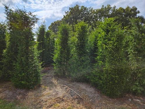 Taxus baccata 250cm hoog € 60, Tuin en Terras, Planten | Struiken en Hagen, Taxus, 100 tot 250 cm, Ophalen