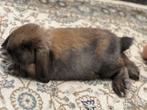 Een mooi  konijn, Dieren en Toebehoren, Meerdere dieren, Klein, Hangoor, 0 tot 2 jaar