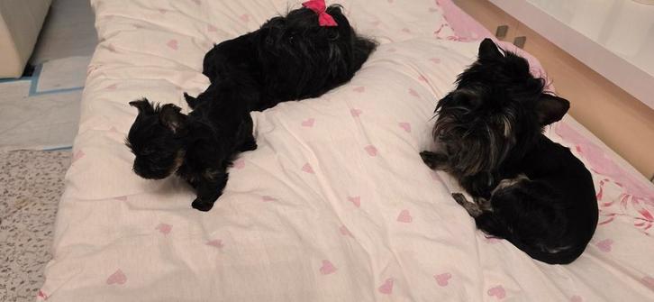 2 honden man en teefje yorkshireterriër  zwart, Dieren en Toebehoren, Pluimvee, Overige soorten, Meerdere dieren