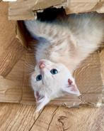 Kittens britse kort haar en maine coon mix, Meerdere dieren, 0 tot 2 jaar