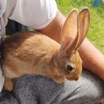 Vaal van Bourgondië x albino, Dieren en Toebehoren, Konijnen, Meerdere dieren, Groot, 0 tot 2 jaar