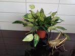 Leuke plant met mand!, Huis en Inrichting, Kamerplanten, Overige soorten, In pot, Minder dan 100 cm, Groene kamerplant