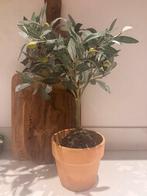 Kunst olijfboompje, Ophalen of Verzenden, Halfschaduw, Minder dan 100 cm