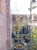 Perenboom | Conference | hoogte 3 m - stamdiameter 4 cm, Ophalen, Volle zon, 250 tot 400 cm, Zomer