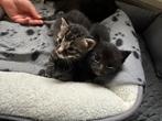 Kittens, Poes