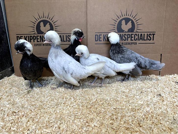 Jonge tamme Hollandse kuifhoen krielkippen gesekst, Dieren en Toebehoren, Pluimvee, Kip, Meerdere dieren