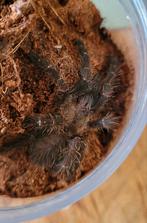 Cyriopagopus sp. Hati Hati vogelspin tarantula., Dieren en Toebehoren, Bijen