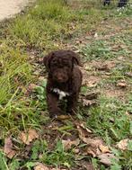 Schitterende choko kleine grote poedel pups, Poedel, Particulier, 15 weken tot 1 jaar, Buitenland