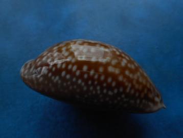 Schelpen: Cypraea cervus L. f++gem 68mm beschikbaar voor biedingen