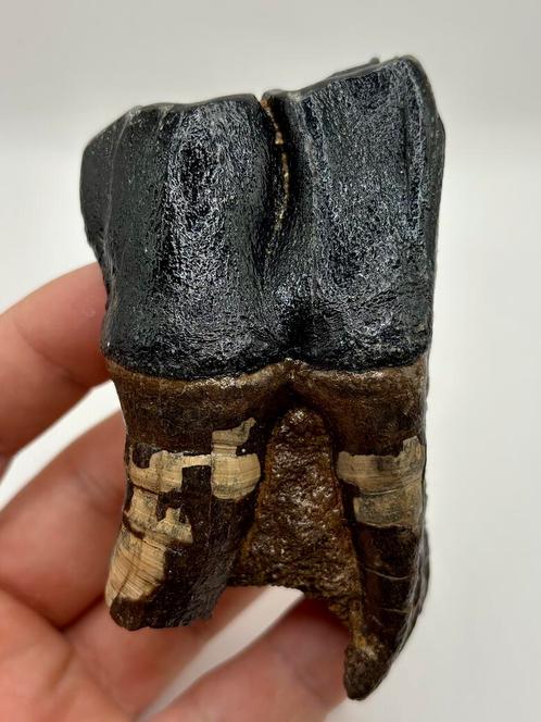 Wolharige neushoorn kies met kaakdeel - 2, Verzamelen, Mineralen en Fossielen, Fossiel, Ophalen of Verzenden