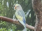 Jonge agapornis, Dieren en Toebehoren, Geslacht onbekend, Dwergpapegaai of Agapornis