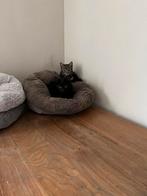 Kittens, Dieren en Toebehoren, Katten en Kittens | Overige Katten, Geslacht onbekend, Kortharig, 0 tot 2 jaar