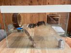Glazen hamsterbak, Dieren en Toebehoren, Gebruikt, Overige typen, Minder dan 75 cm, Hamster
