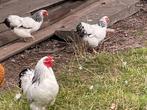 Wyandotte Wit Columbia kriel trio, Dieren en Toebehoren, Pluimvee, Meerdere dieren, Kip