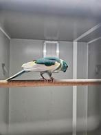 Kakariki man, Mannelijk, Tropenvogel