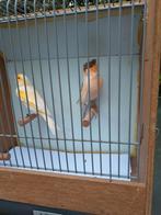 Te koop 2 knappe kanarie mannen, Ophalen, Zo goed als nieuw, Hout, Vogelkooi