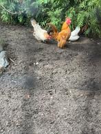 Serama haan ruilen, Dieren en Toebehoren, Pluimvee, Mannelijk, Kip