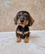 Ruwhaar teckel pups, Nederland, CDV (hondenziekte), 8 tot 15 weken, Dwerg