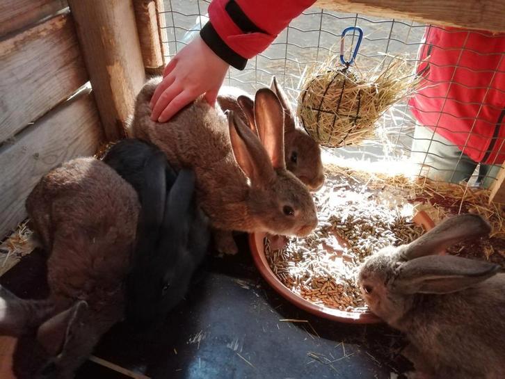 Lieve jonge konijntjes te koop, Dieren en Toebehoren, Konijnen, Groot, Meerdere dieren, Hangoor