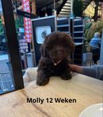 NESTJE TOYPOEDEL PUPPY’S VERWACHT!!!, Dieren en Toebehoren, Honden | Niet-rashonden, Rabiës (hondsdolheid), 8 tot 15 weken, Meerdere