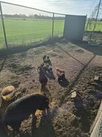 Micro/mini varkens, Dieren en Toebehoren, Meerdere dieren