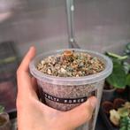 Anthurium Delta Force geactiveerde chonk, Ophalen of Verzenden, Halfschaduw, Minder dan 100 cm