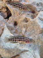 4x tanganyika cichlide juliochromis marlieri 4 a 5 cm, Dieren en Toebehoren, Vissen | Aquariumvissen, Vis, Zoetwatervis