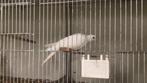 Tottelduif, lachduif, koerduif, Dieren en Toebehoren, Vogels | Duiven